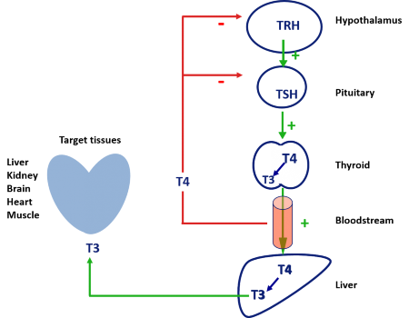 Thyroid affect Basic Metabolic Rate